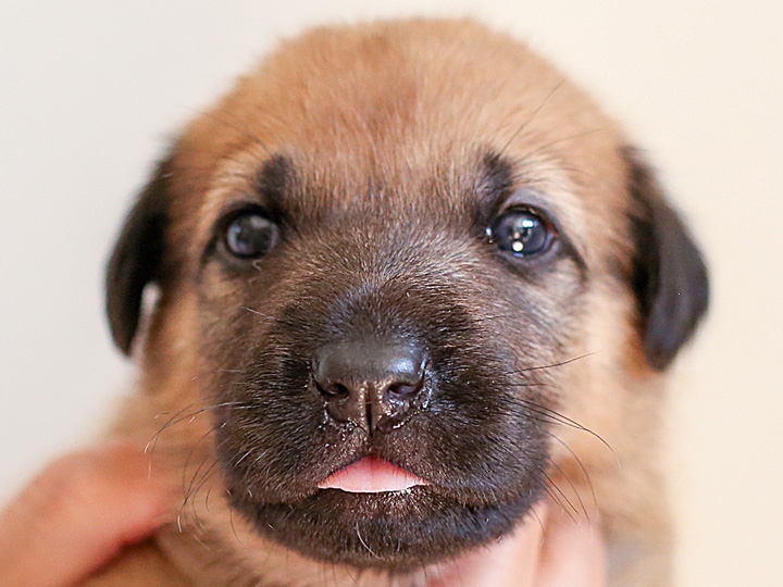 chinook puppy